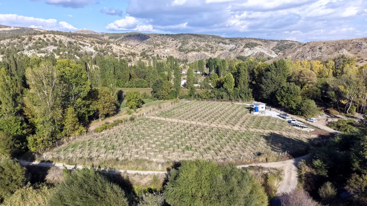 Çankırı Belediyesinin kızılcık bahçesi ilk meyvelerini verdi