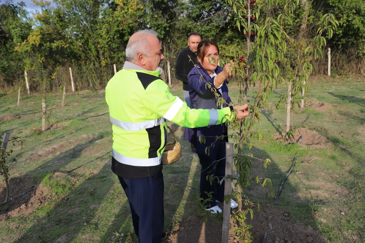 Çankırı Belediyesinin kızılcık bahçesi ilk meyvelerini verdi