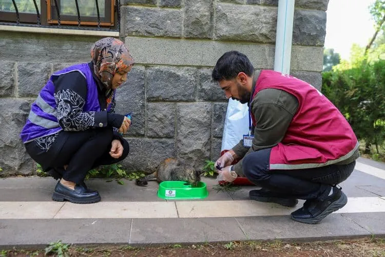 Sokak hayvanları için farkındalık çalışması