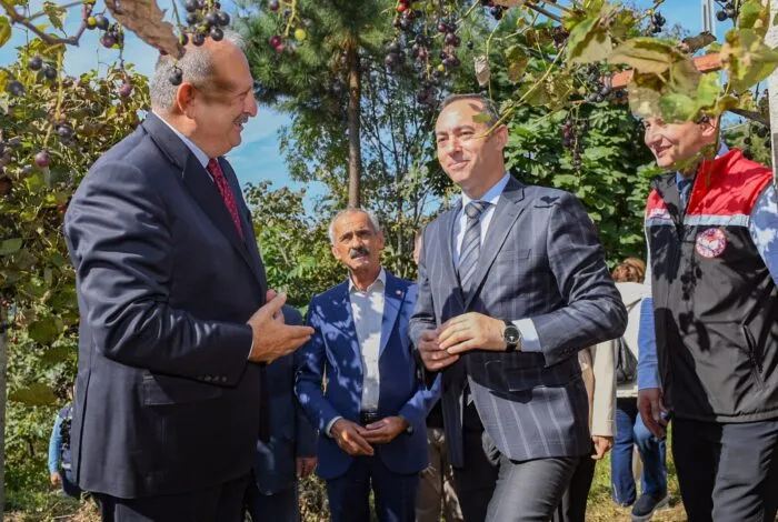 İzabella Üzümü yeniden değer kazanıyor
