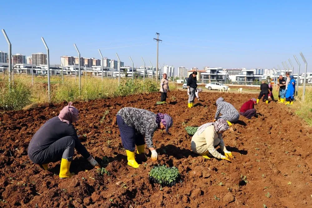 Kadın Komün Kent Bostanı’nda kışlık üretim dönemi başladı