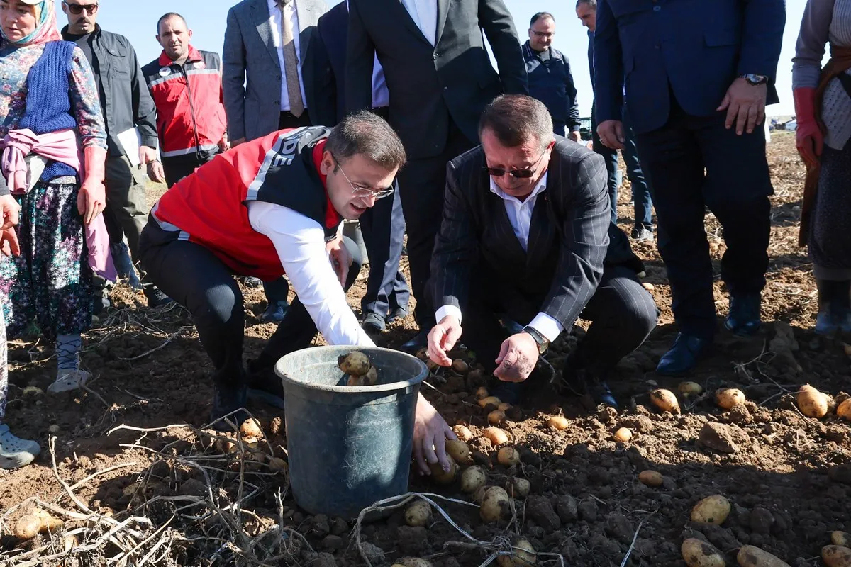 Niğde Valisi Nedim Akmeşe Konaklı beldesinde yerli ve milli patates hasadına katıldı