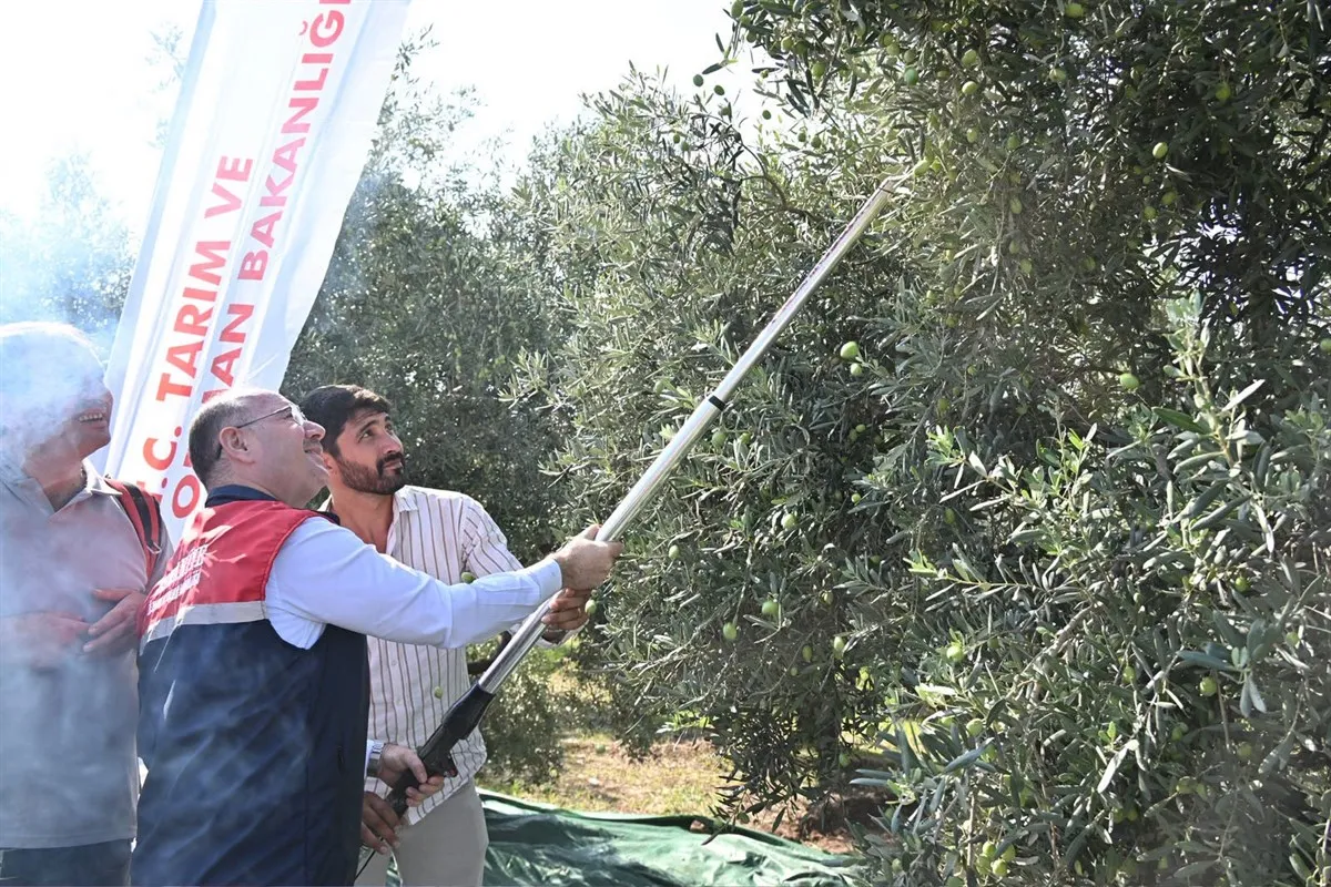 Vali Serdengeçti, zeytin hasadı yaptı