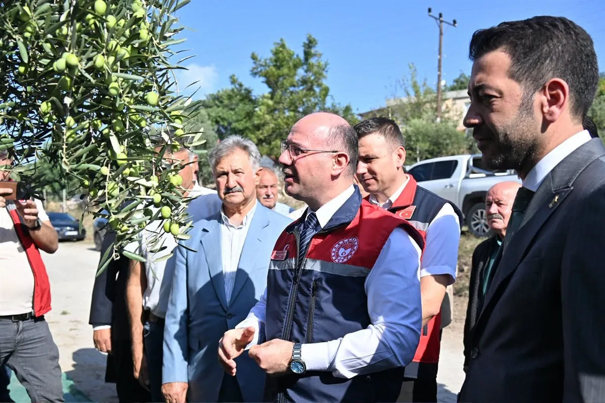 Vali Serdengeçti, zeytin hasadı yaptı