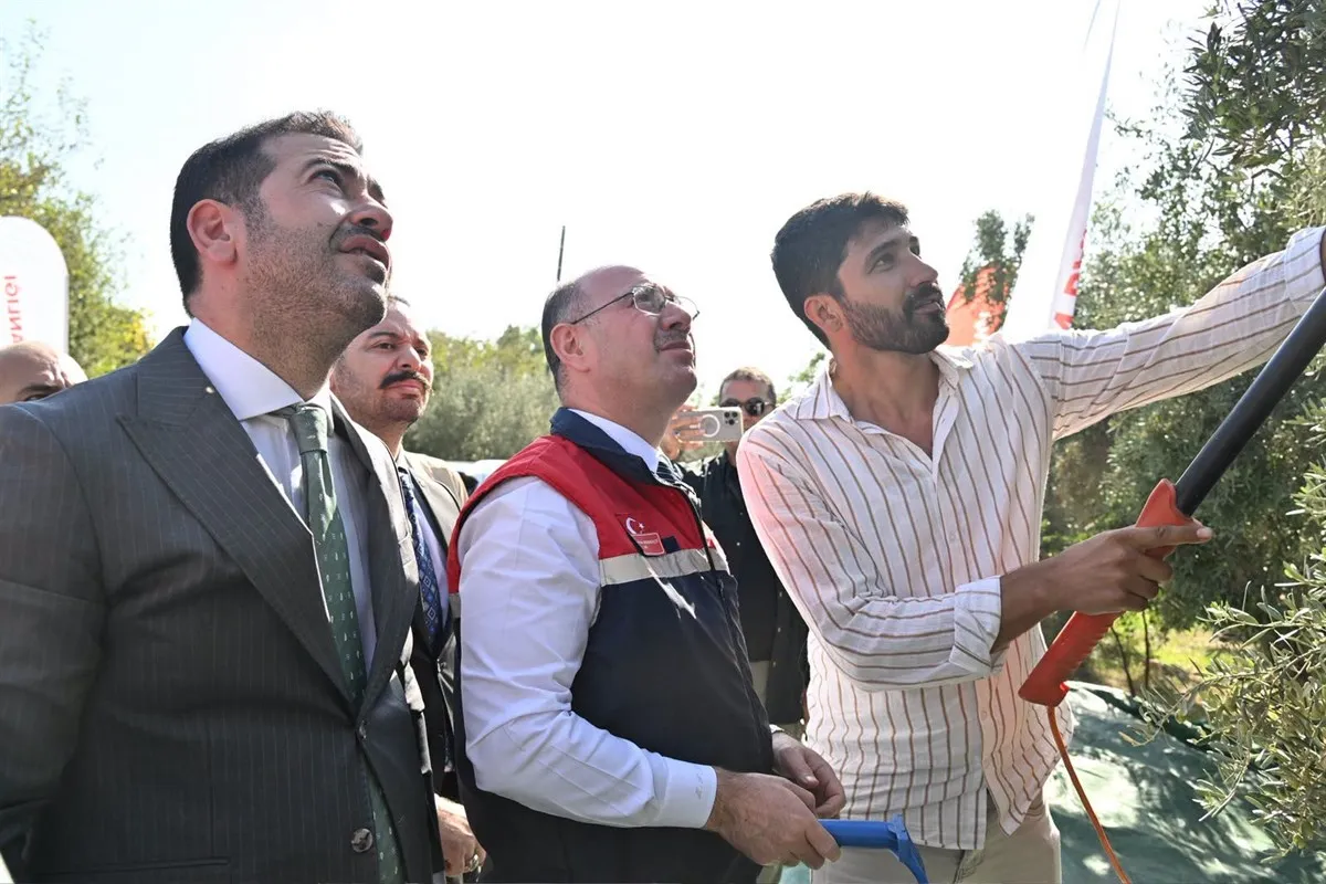Vali Serdengeçti, zeytin hasadı yaptı