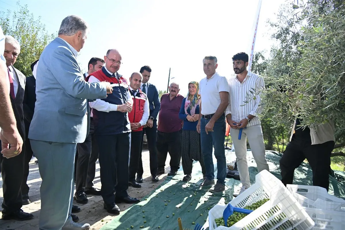 Vali Serdengeçti, zeytin hasadı yaptı