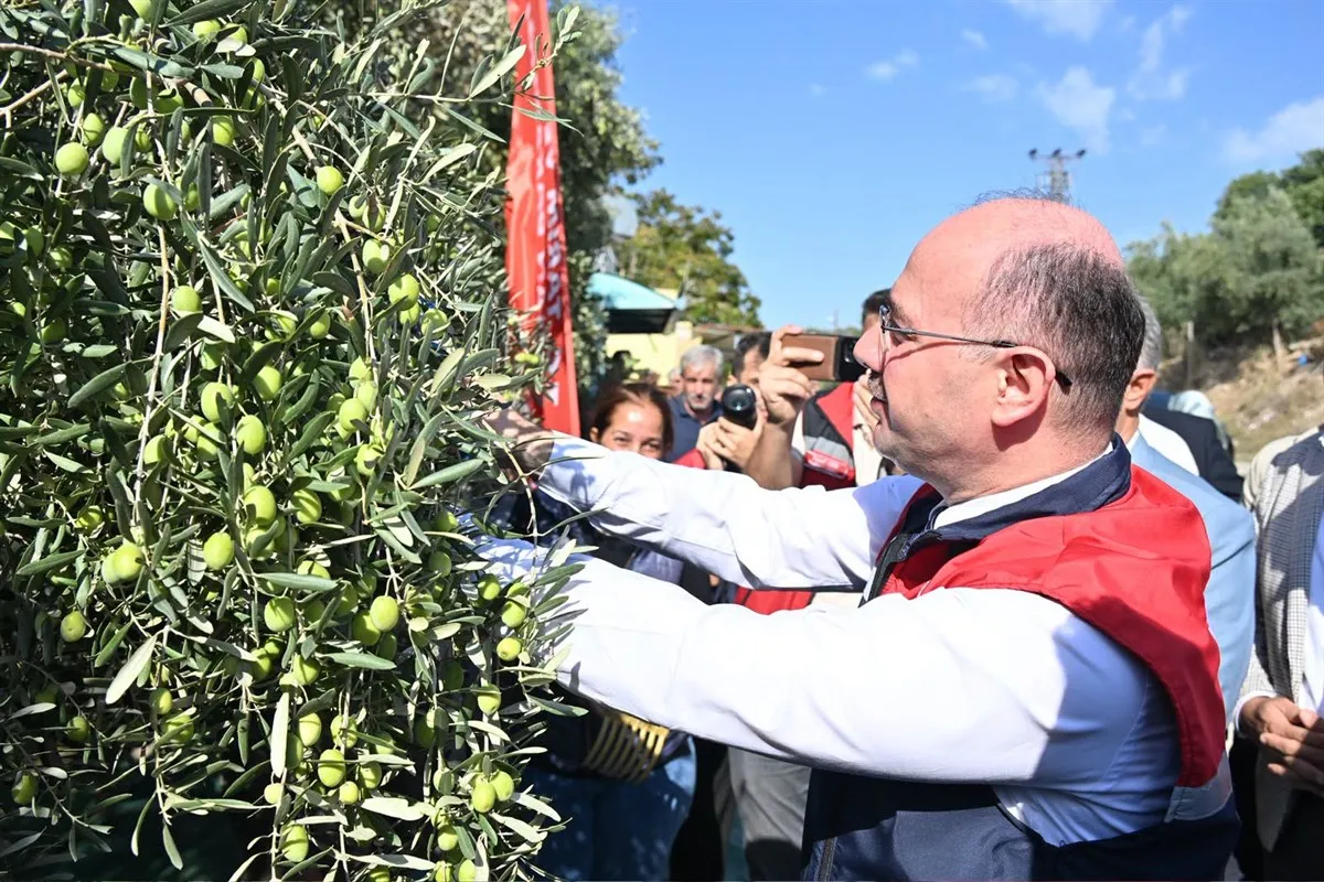 Vali Serdengeçti, zeytin hasadı yaptı