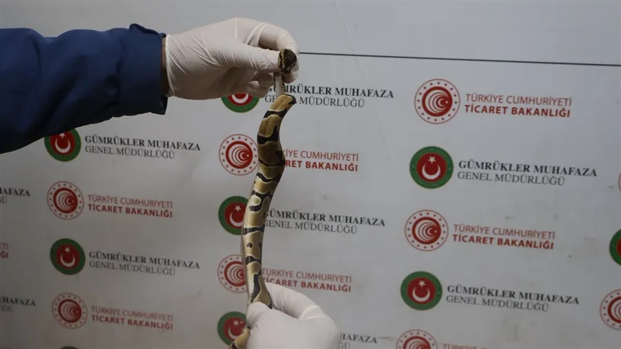 Ticaret Bakanlığı Gümrükler Muhafaza Ekipleri, Edirne- Kapıkule Gümrük Kapısı’nda 67 canlı pitonu ele geçirdi