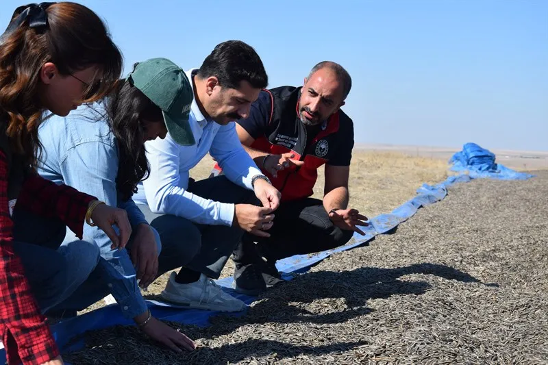 Karapınar Kaymakamı Öztürk, ayçiçeği tarlasında biçerdöverin başına geçti