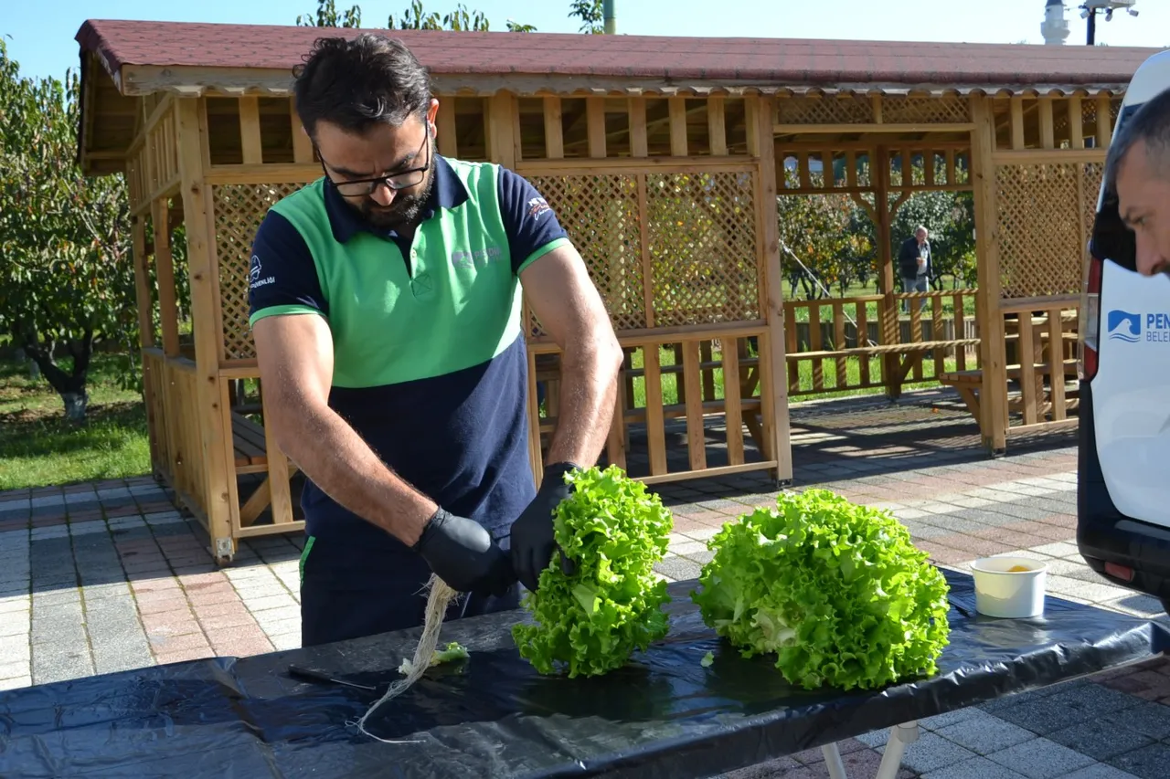 Pendik Belediyesi Tabiat Okulu’nda hasat zamanı
