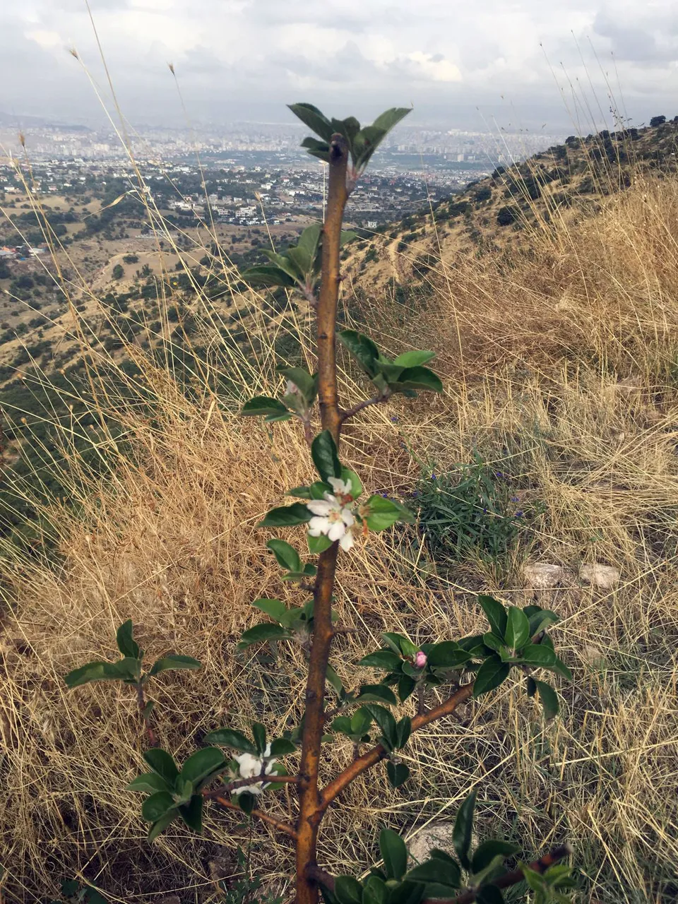 Ali Dağı’nda Kasım sürprizi