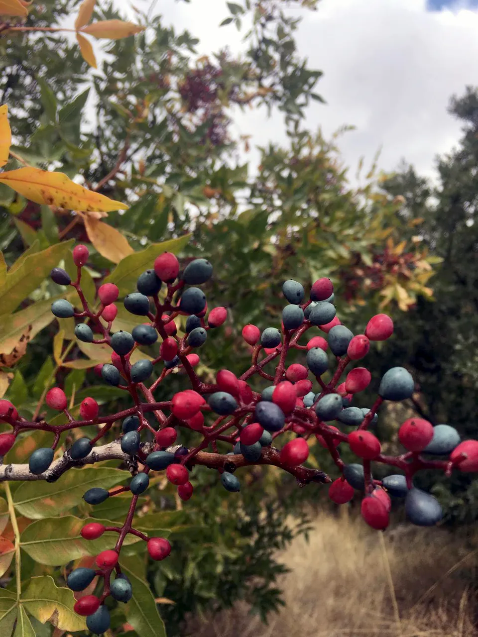Ali Dağı’nda Kasım sürprizi