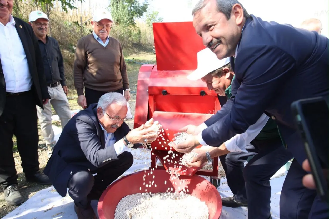 Türkiye’nin Lezzeti Akkuş şeker fasulyesinin hasadı başladı