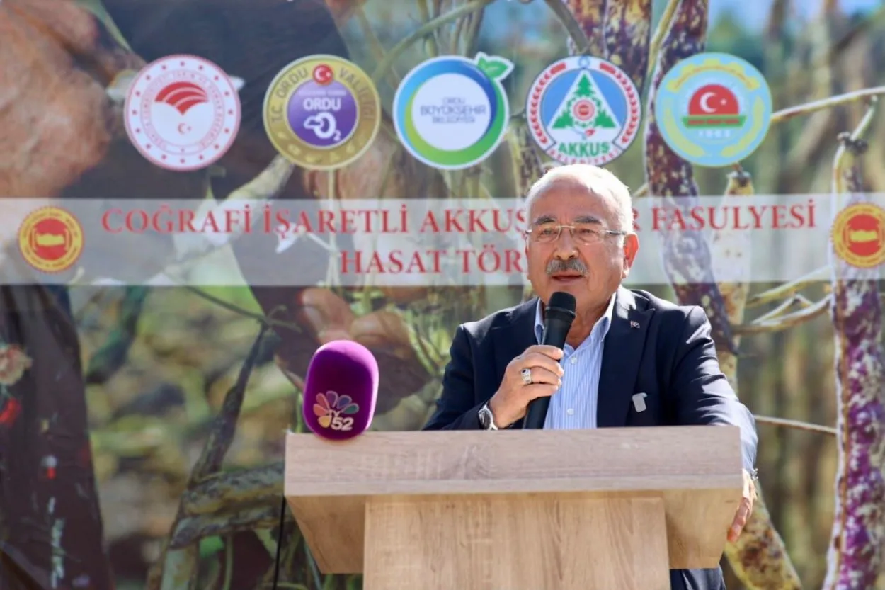 Türkiye’nin Lezzeti Akkuş şeker fasulyesinin hasadı başladı