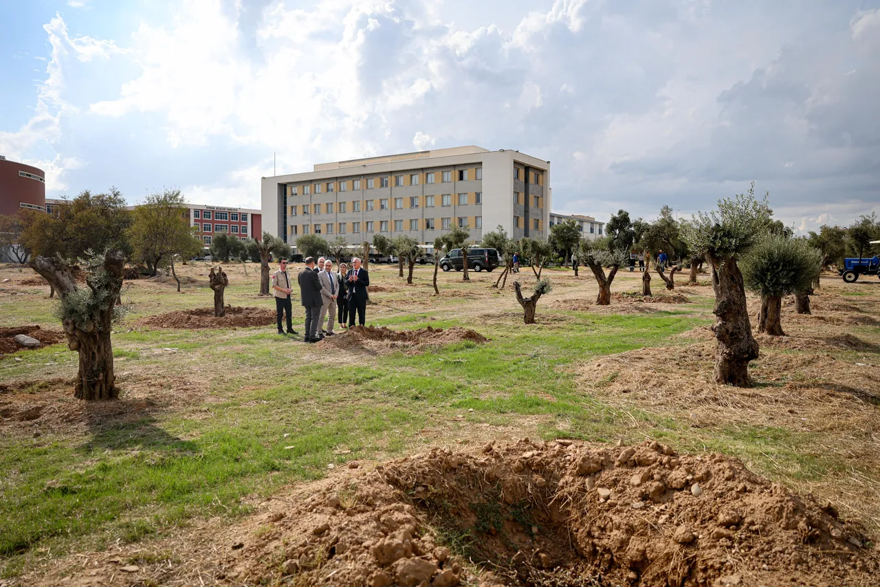 Nysa Antik Kenti’nden taşınan tarihi zeytin ağaçları ADÜ Merkez Kampüsü’nde yaşatılacak