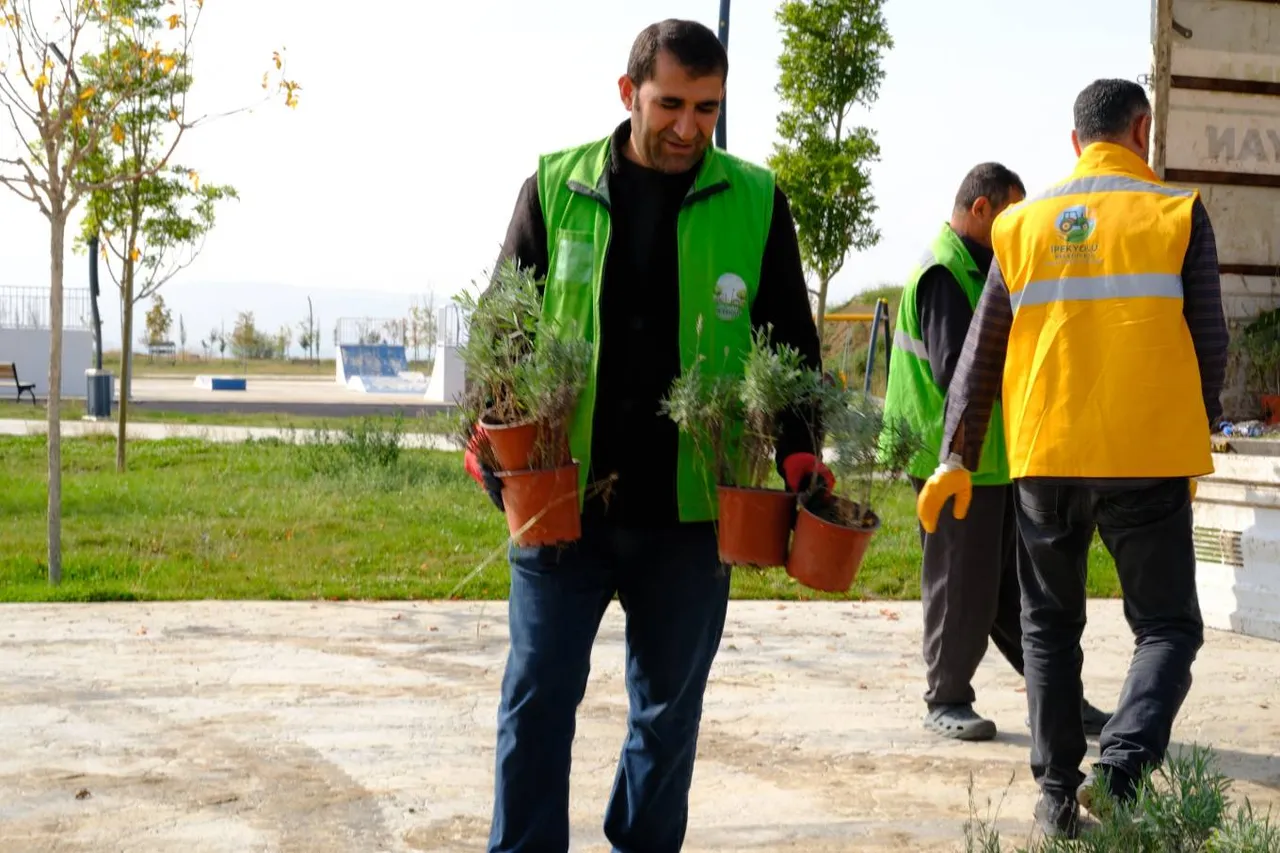 Mehmed Uzun Parkı’nda lavanta dikimi yapıldı