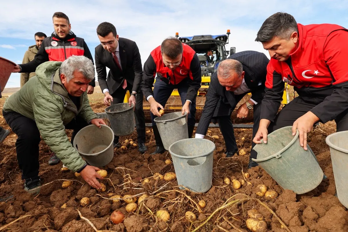 Niğde Valisi Akmeşe, Altunhisar'da patates hasadına katıldı