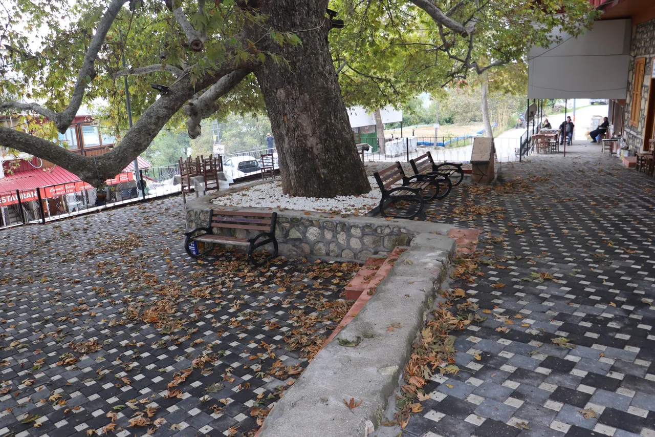 Toroslar’da asırlık çınarın gölgesi yenilendi