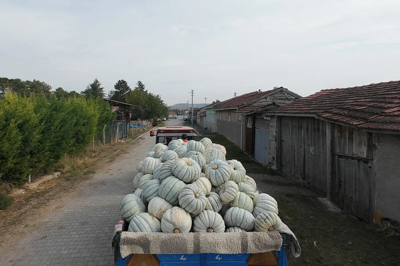 Kızılinler’de Balkabağı hasadı yapıldı, panayır heyecanı başladı