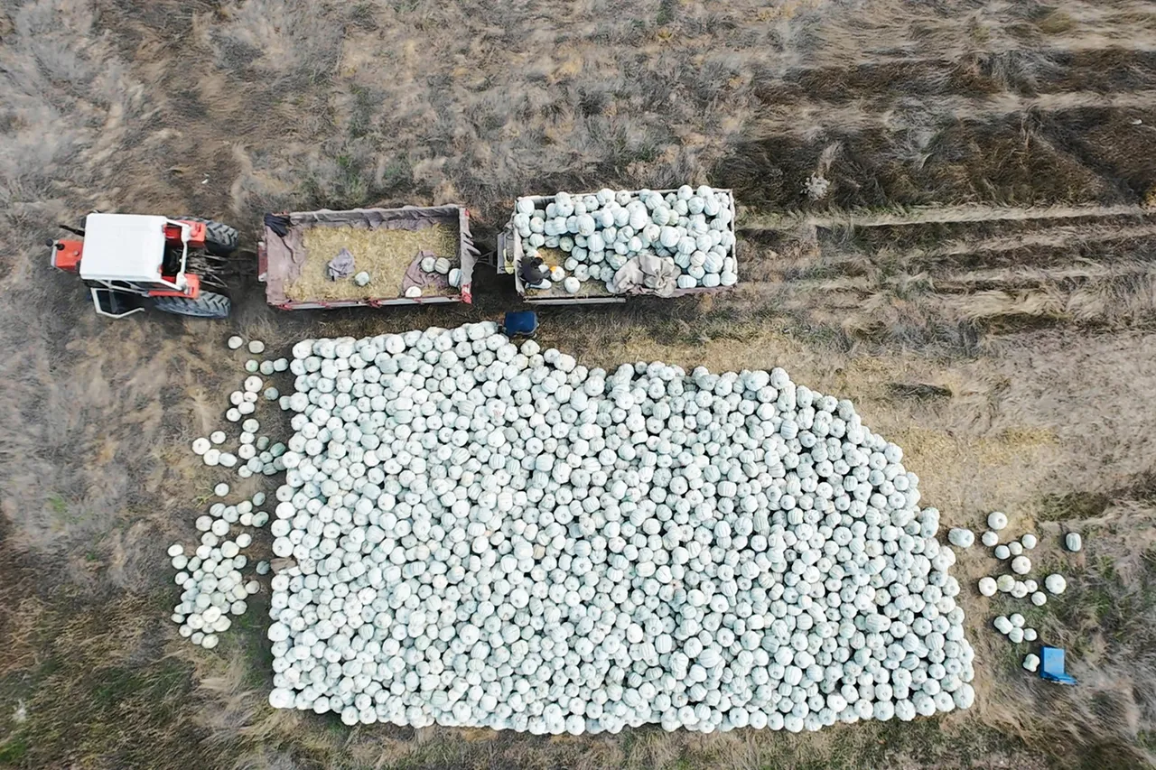 Kızılinler’de Balkabağı hasadı yapıldı, panayır heyecanı başladı