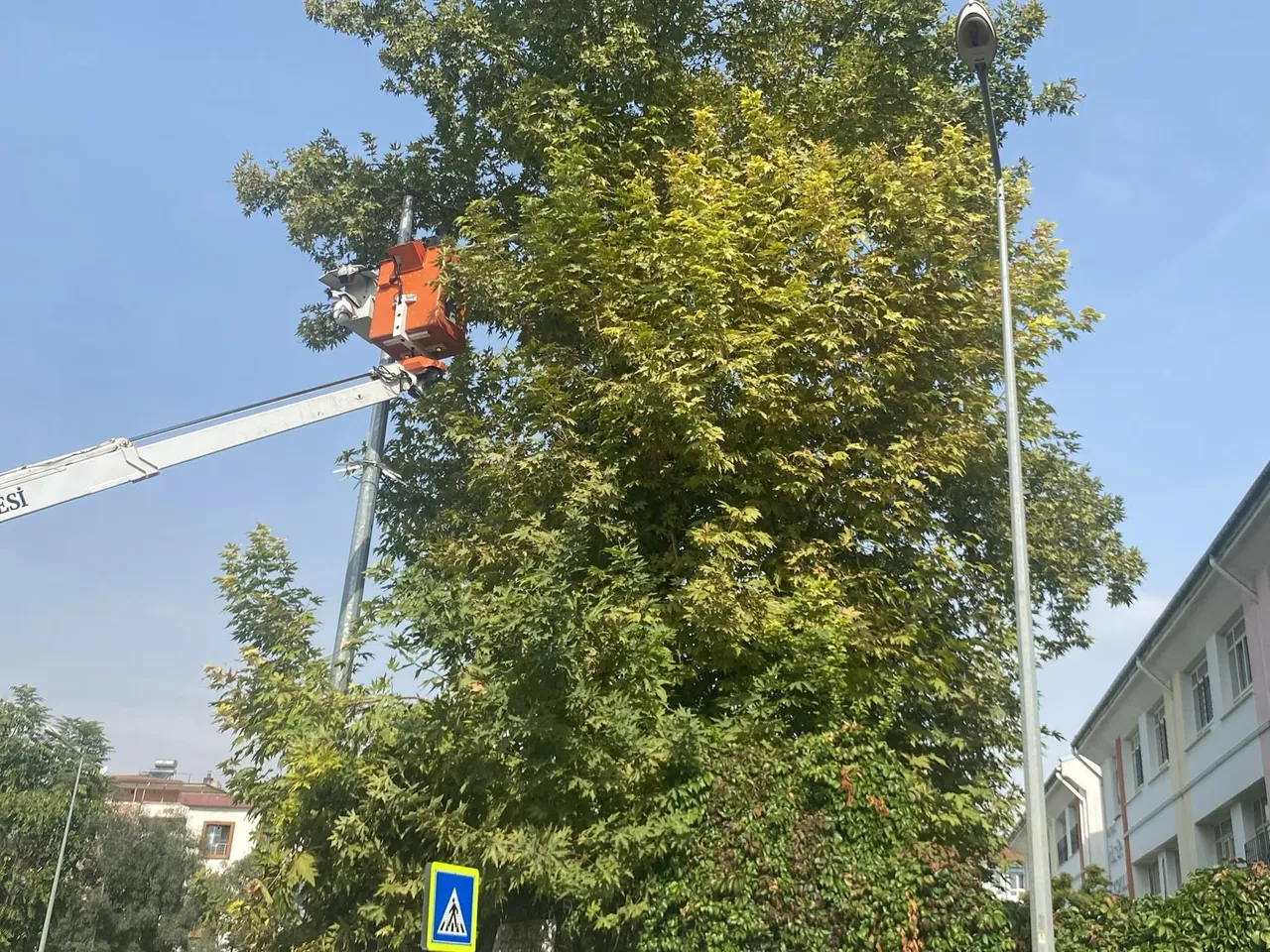 Ağaçlar Kışa ve yeni sezona hazırlanıyor