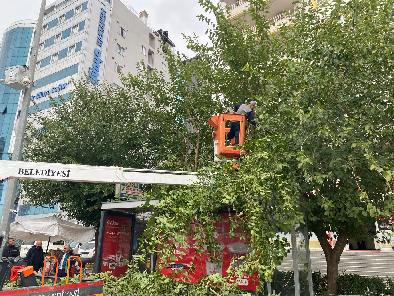 Ağaçlar Kışa ve yeni sezona hazırlanıyor