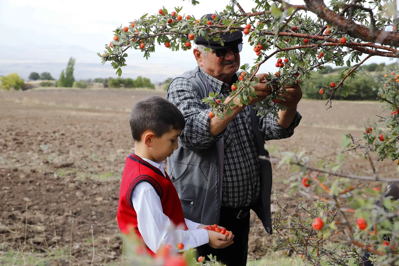 Dedesinden torununa uzanan miras: Aynı ağaçların altında üç kuşak