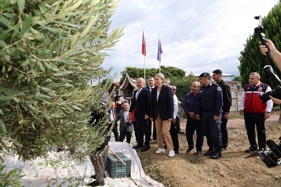 Nazilli'de Aydın Valisi Varol’un katılımı ile "Zeytin Hasadı Etkinliği” gerçekleştirildi