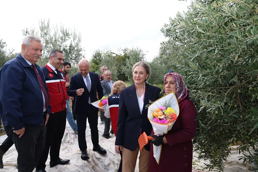 Nazilli'de Aydın Valisi Varol’un katılımı ile "Zeytin Hasadı Etkinliği” gerçekleştirildi
