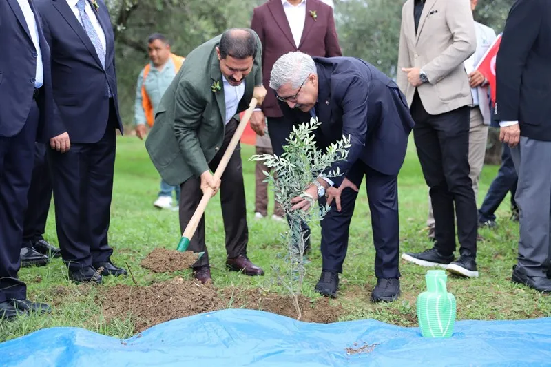 Zeytin fidanları toprakla buluştu, sezonun ilk zeytin hasadı yapıldı