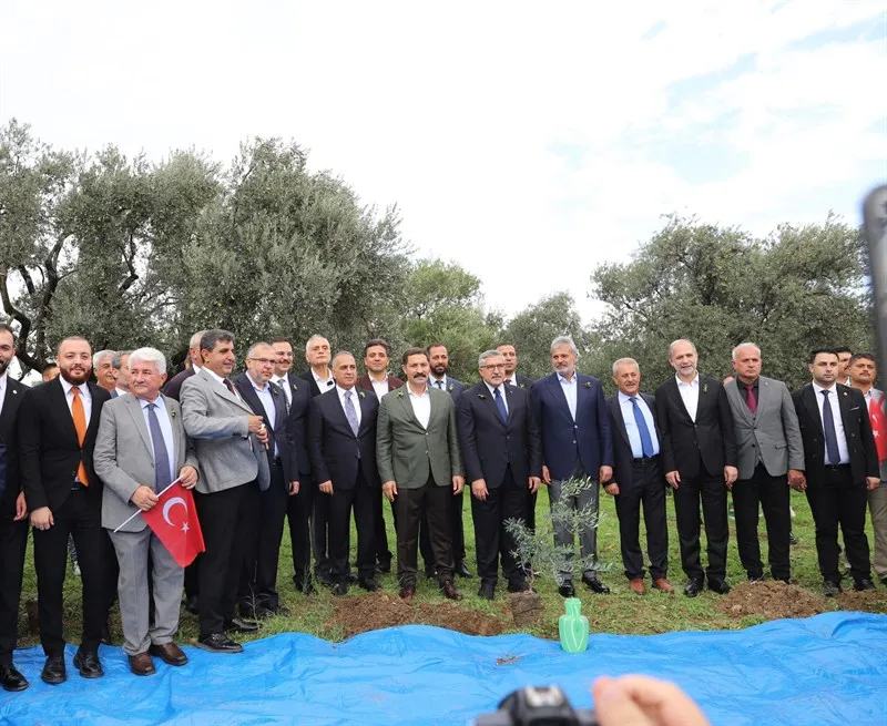 Zeytin fidanları toprakla buluştu, sezonun ilk zeytin hasadı yapıldı