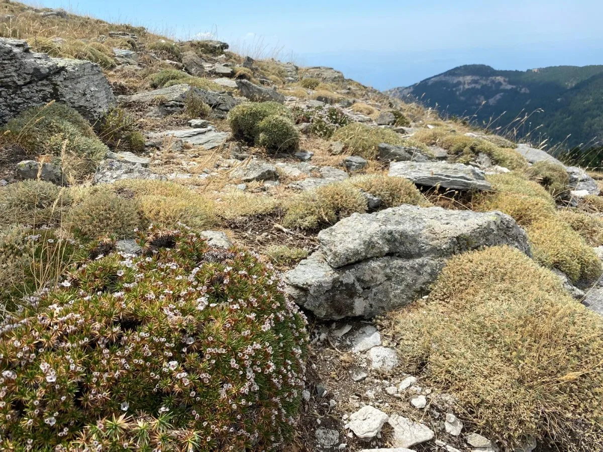 Kaz Dağları'nda yeni bir böcek türü keşfedildi
