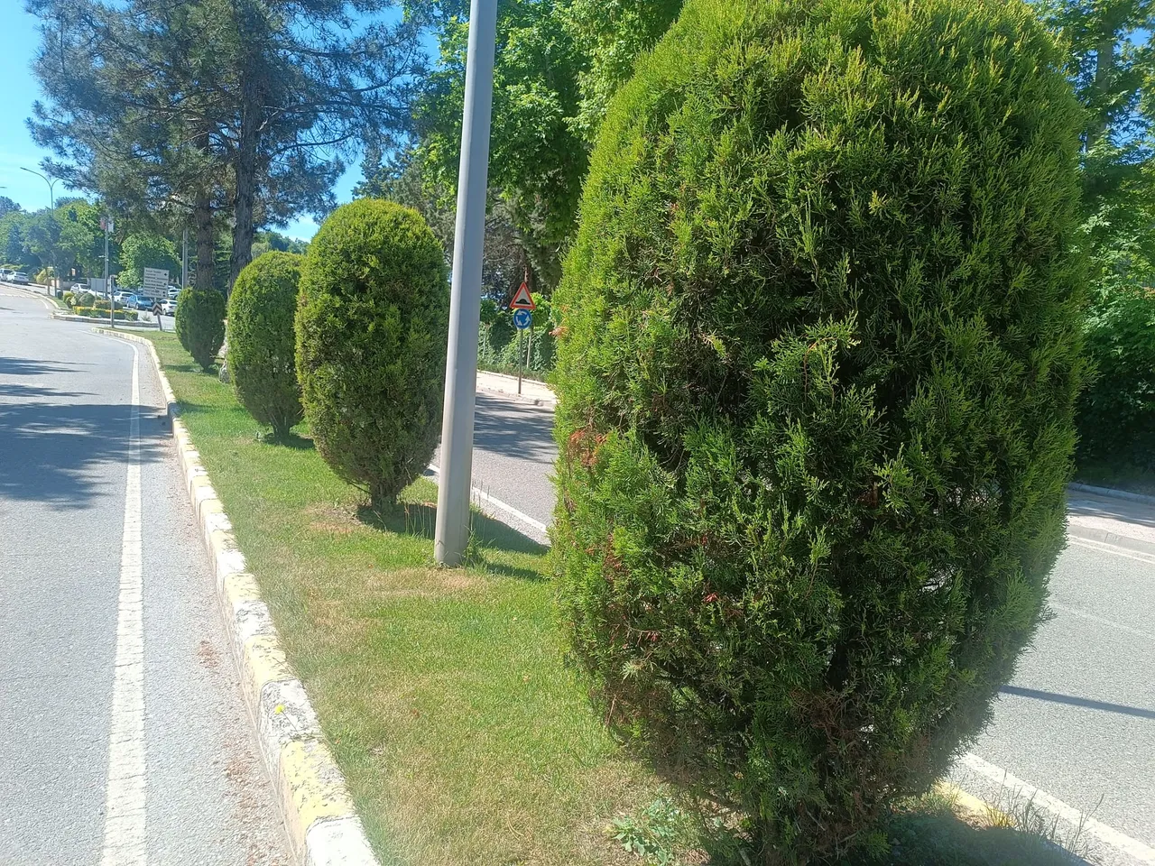 Batman’da ağaçlara estetik dokunuş