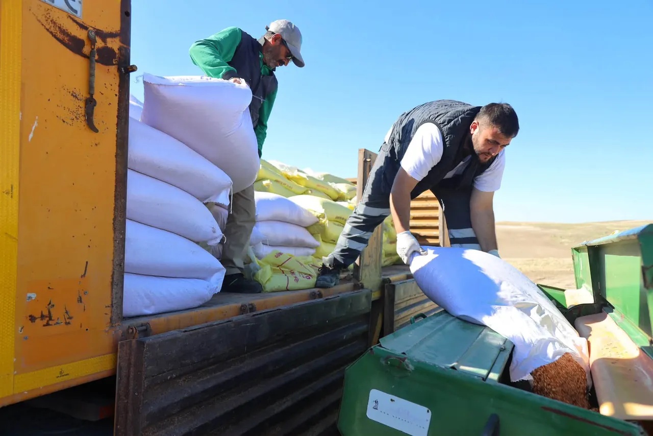 Belediyeye ait 500 dönüm arazide arpa ve buğday ekimi başladı