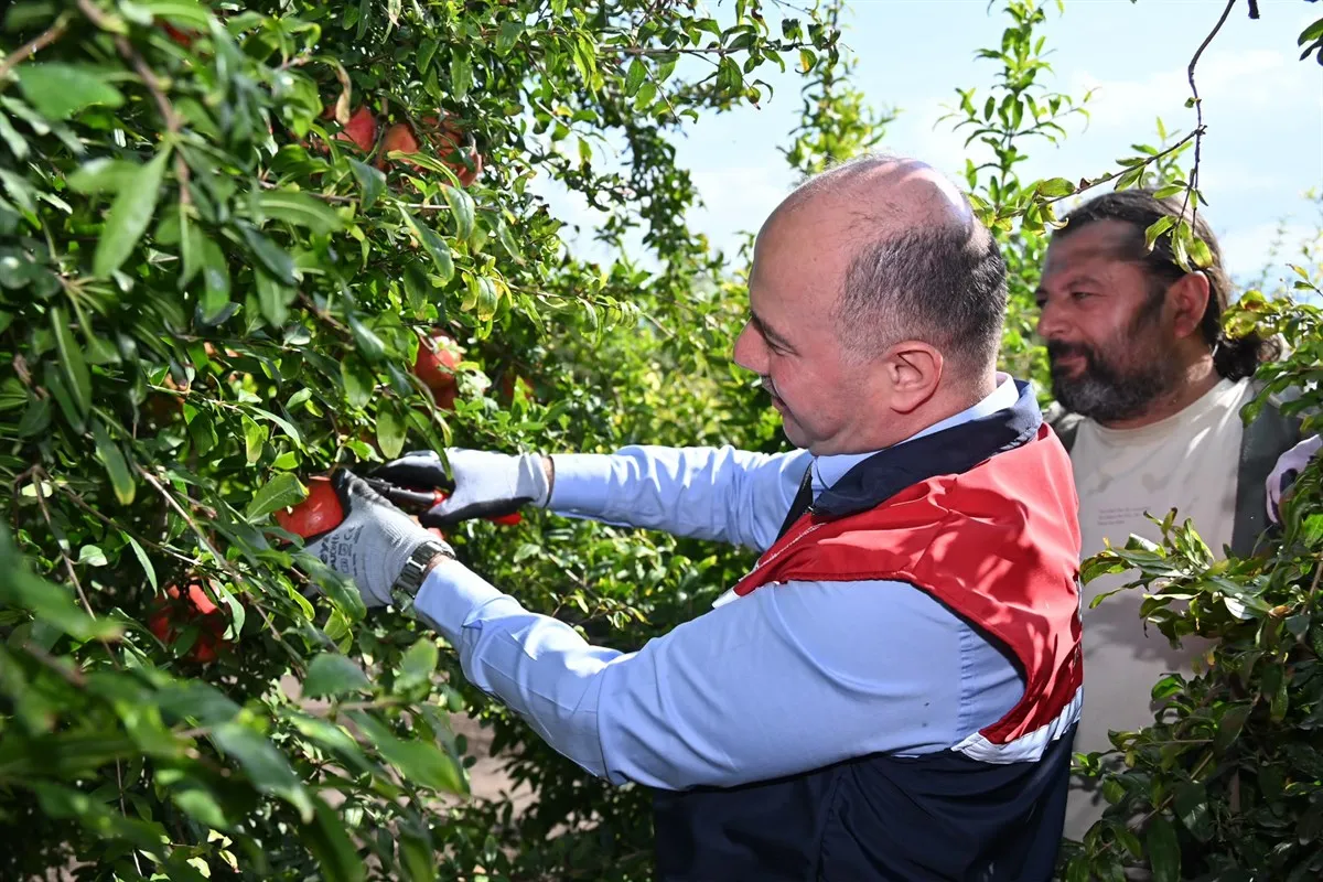 Vali Serdengeçti, Cevdetiye beldede düzenlenen nar hasadı programına katıldı