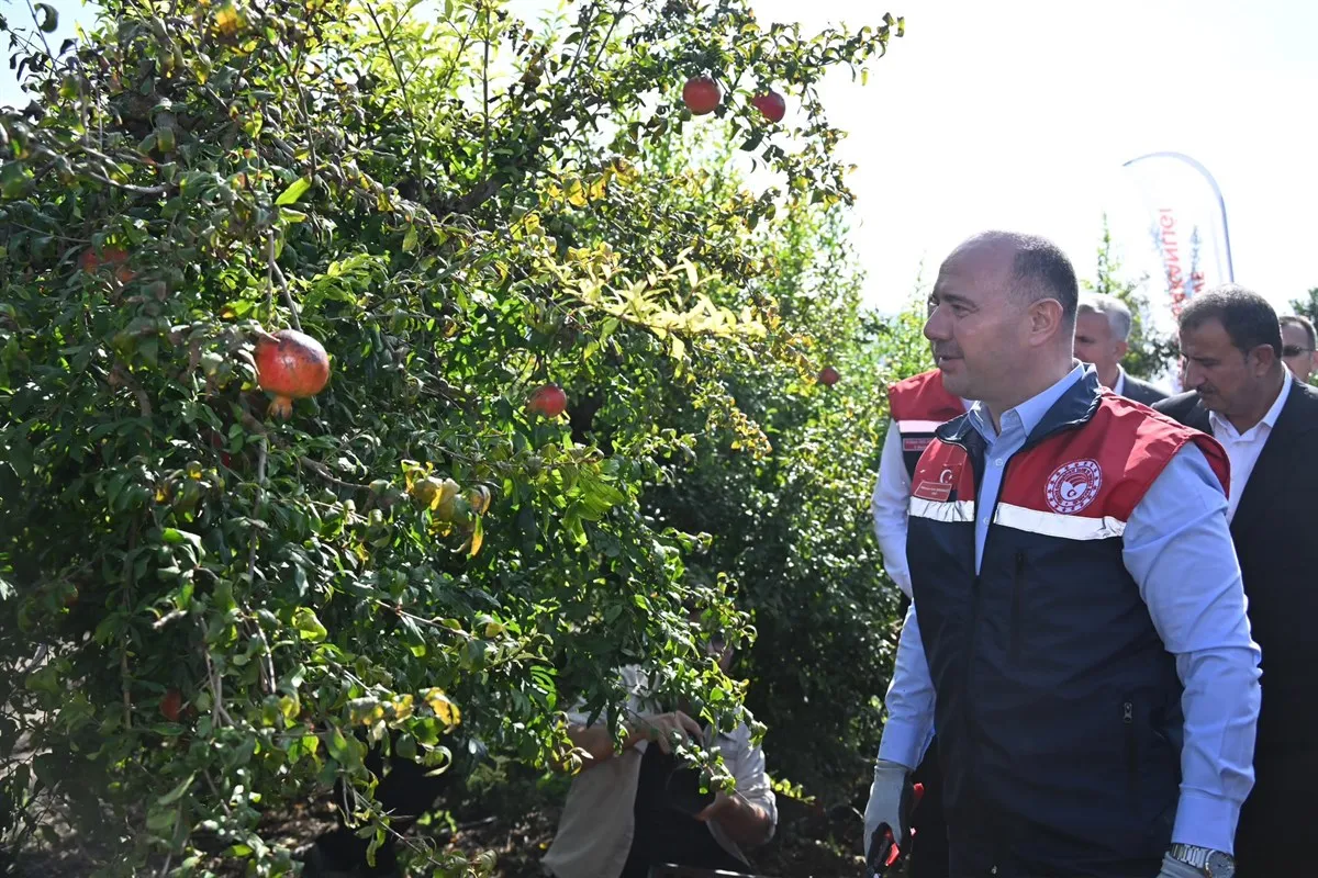 Vali Serdengeçti, Cevdetiye beldede düzenlenen nar hasadı programına katıldı