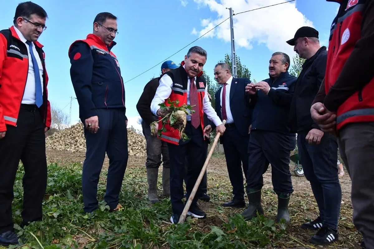 Gümüşhane Valisi Cevdet Atay Kelkit’te şeker fasulyesi ve şeker pancarı hasadına katıldı