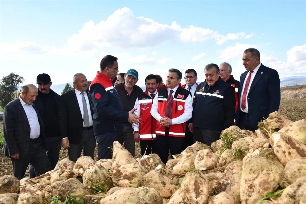 Gümüşhane Valisi Cevdet Atay Kelkit’te şeker fasulyesi ve şeker pancarı hasadına katıldı