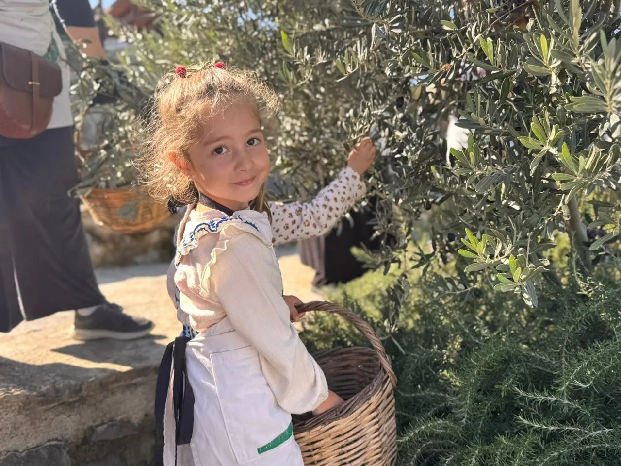 Vatandaşlar, Ayvansaray Bahçe'deki zeytin hasadı ile salamura etkinliğinde buluşuyor