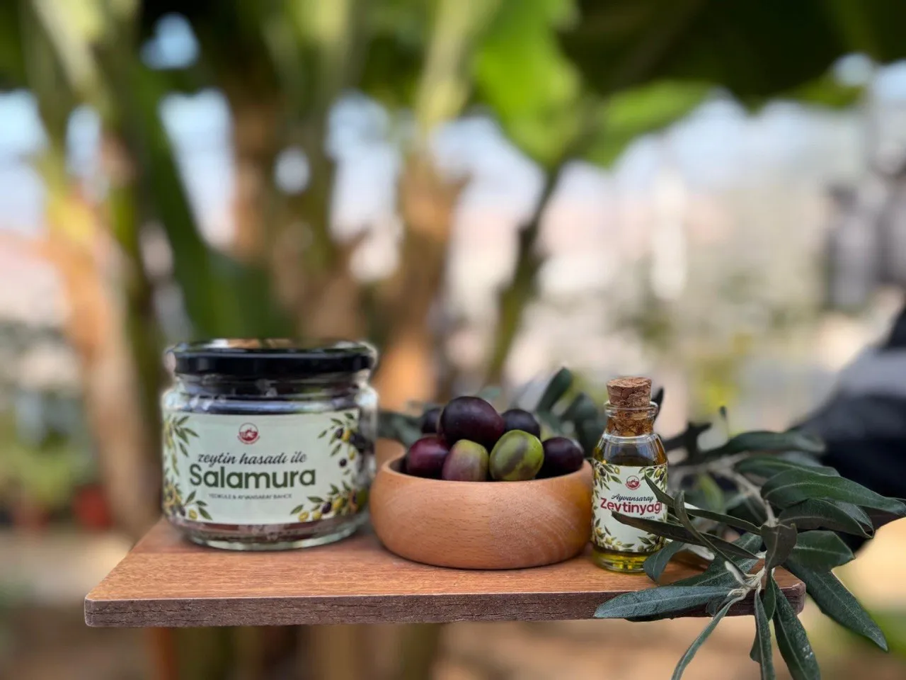 Vatandaşlar, Ayvansaray Bahçe'deki zeytin hasadı ile salamura etkinliğinde buluşuyor