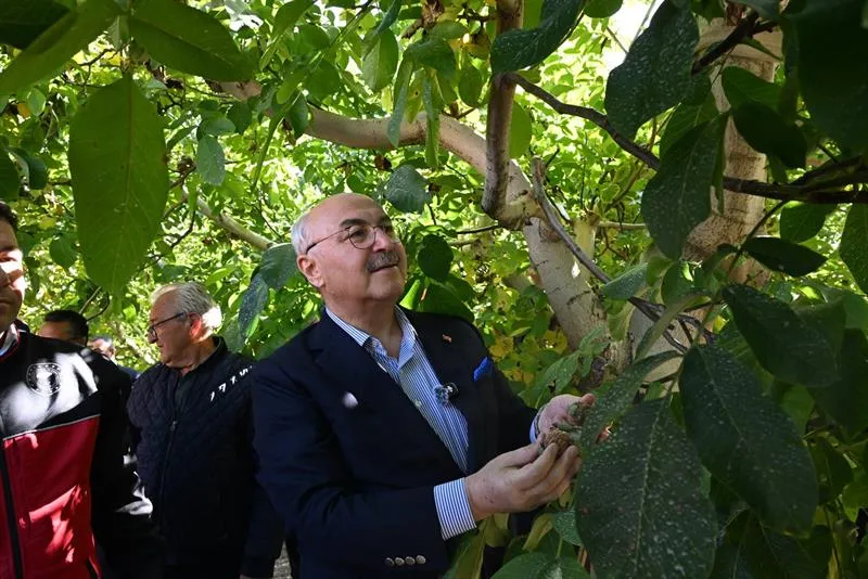 Çameli’de Ceviz Hasat Şenliği bereketi
