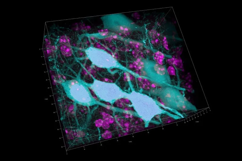 Çukurova Üniversitesi Merkezi Araştırma Laboratuvarı Leica STELLARIS Konfokal mikroskop sistemini araştırmacıların hizmetine sundu