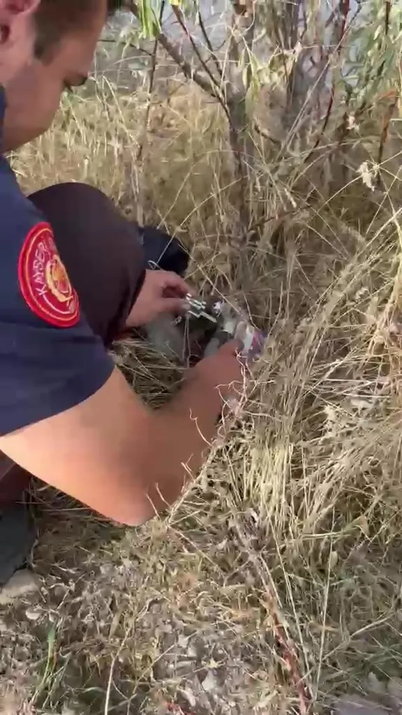Büyükşehir itfaiyesi, kafası konserve kutusuna sıkışan kediyi kurtardı