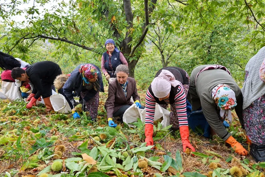 Nazilli'de kestane hasadı etkinliği düzenlendi