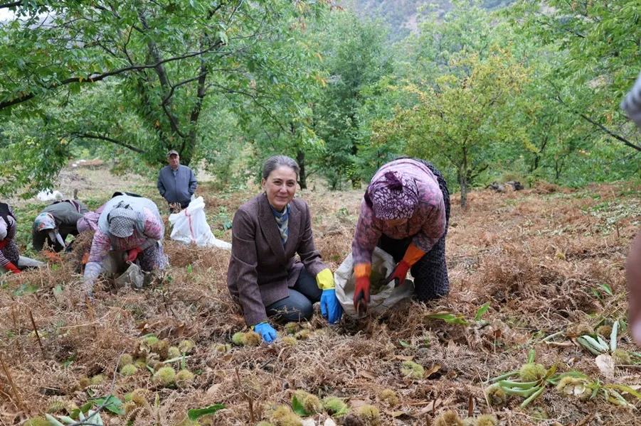 Nazilli'de kestane hasadı etkinliği düzenlendi