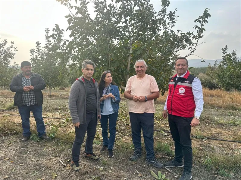 Kızılcaterzi Mahallesinde ceviz hasadı
