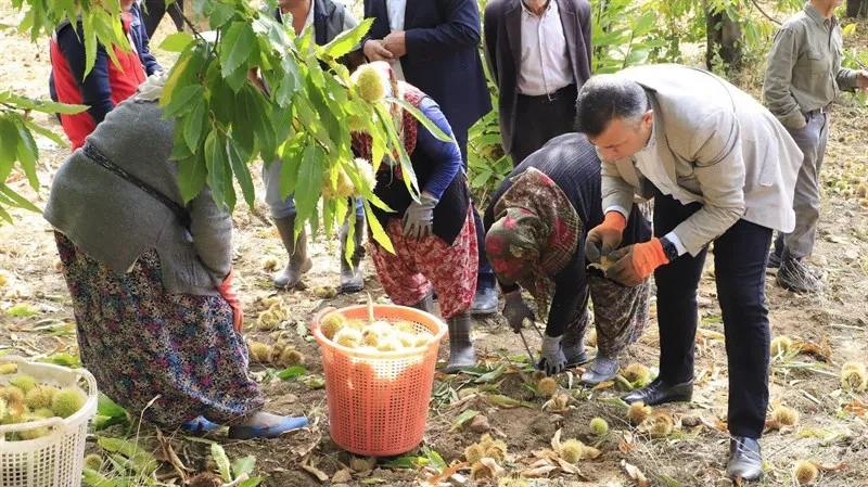 Demirci’nin bereketli topraklarında kestane hasadı