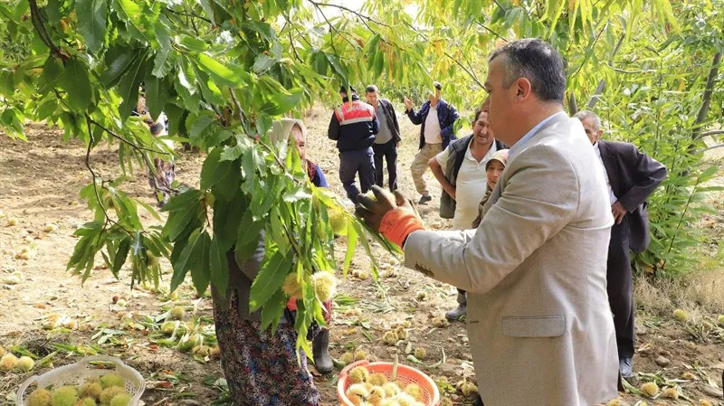 Demirci’nin bereketli topraklarında kestane hasadı