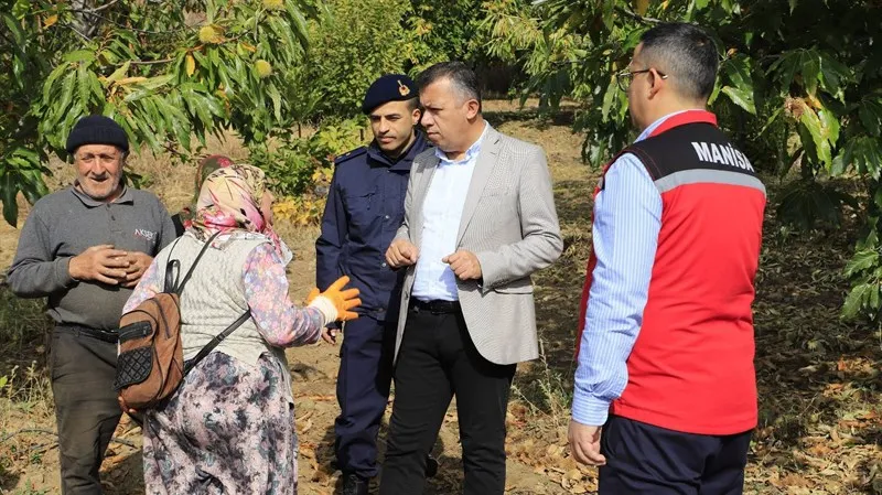 Demirci’nin bereketli topraklarında kestane hasadı