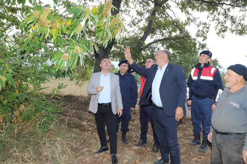Demirci’nin bereketli topraklarında kestane hasadı